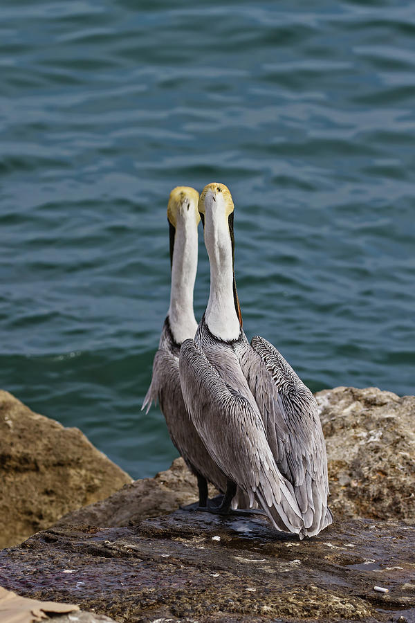 Posing Pelican Pals Photograph by John Haldane
