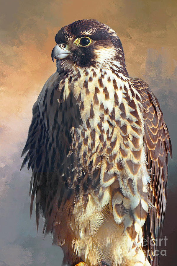 Bird Photograph - Posing Peregrine Falcon by Regina Geoghan