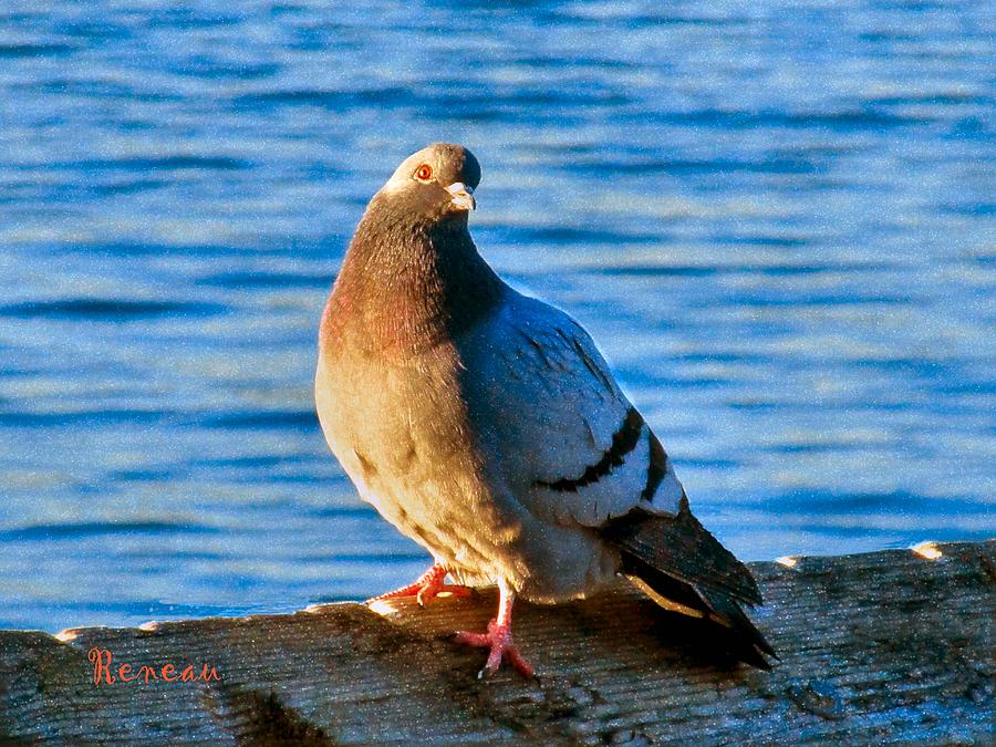 Posing Pigeon Photograph by A L Sadie Reneau