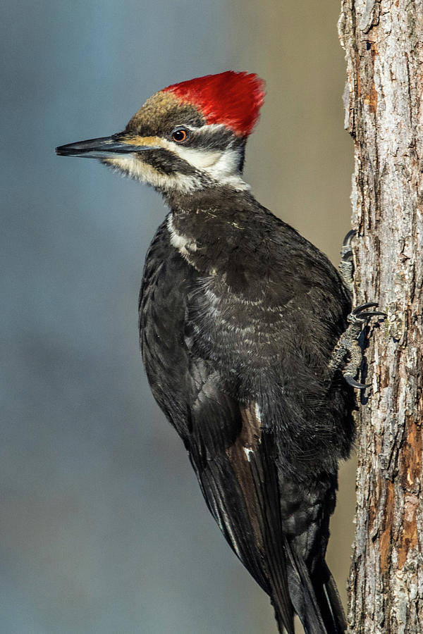 Nature Photograph - Posing Pileated by Paul Freidlund