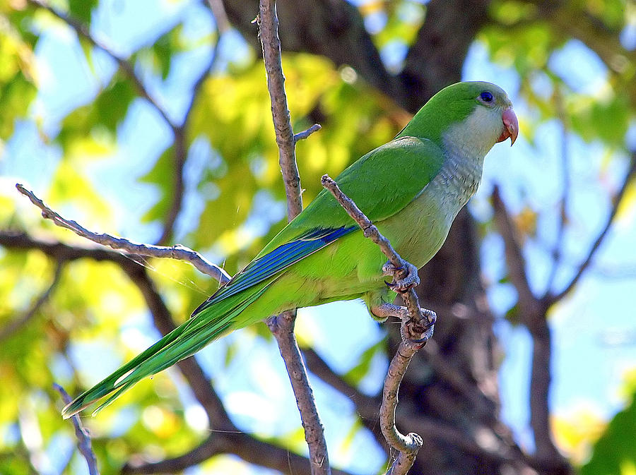 Parrot Photograph - Posing Pretty by Kala King