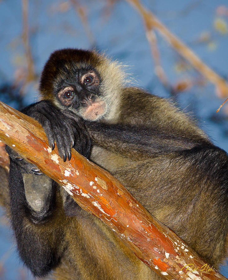 Posing Spider Monkey Photograph by Rikk Flohr