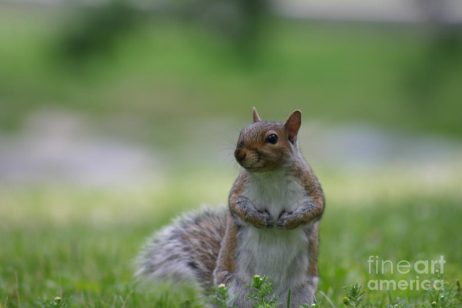 Posing Squirrel 2 Photograph by David Bishop