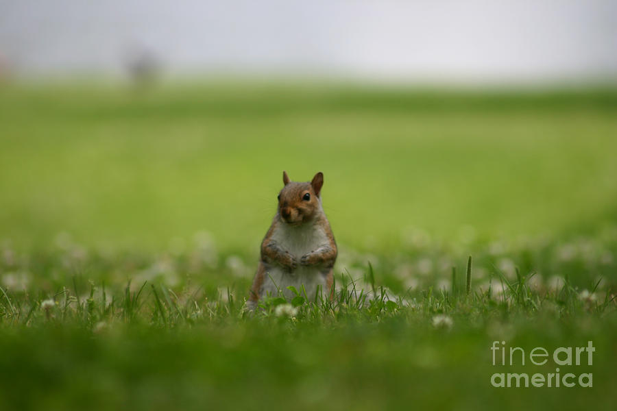 Posing Squirrel Photograph by David Bishop