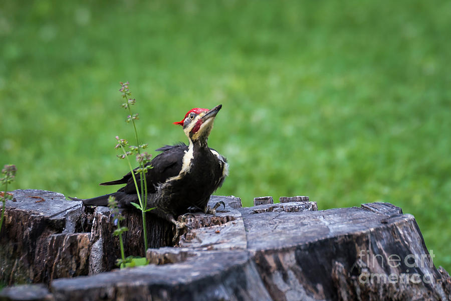 Posing Woodpecker Photograph by Andrea Silies