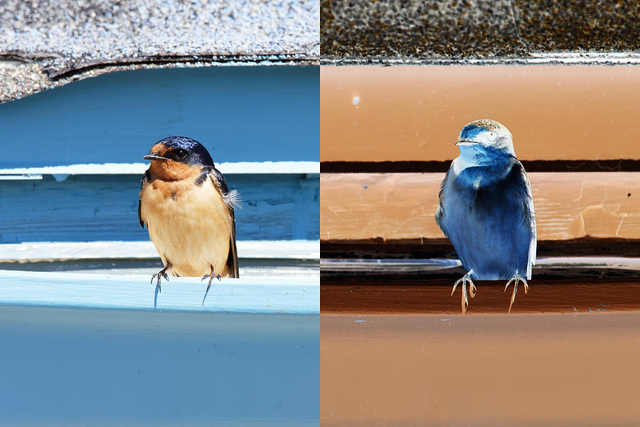 Positive Polly and Negative Nellie -- Barn Swallows at Piedras Blancas Motel, California Photograph by Darin Volpe