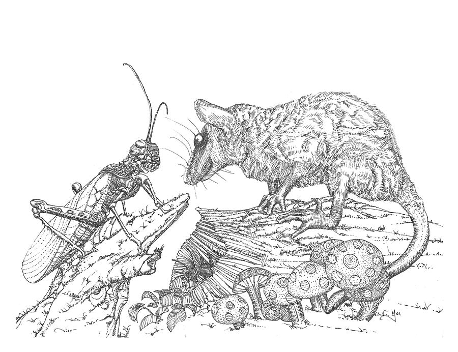 Possum and Grasshopper Drawing by Mark Johnson