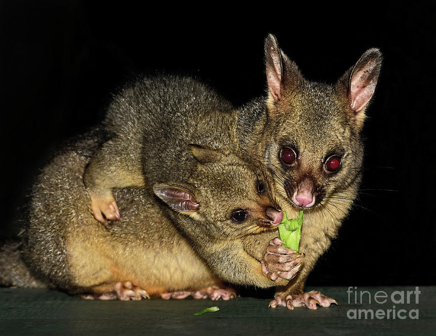 Animal Photograph - Possums - Mum and Baby by Kaye Menner by Kaye Menner
