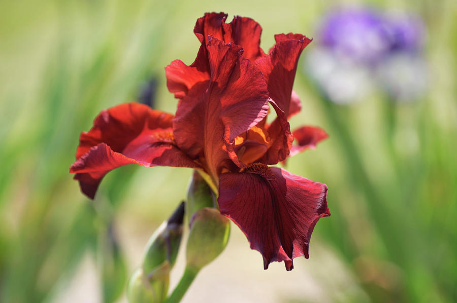 Post Time. The Beauty of Irises Photograph by Jenny Rainbow