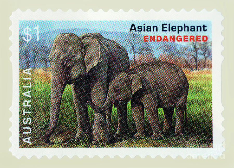 Elephant Photograph - Postage Stamp - Asian Elephant by Kaye Menner by Kaye Menner