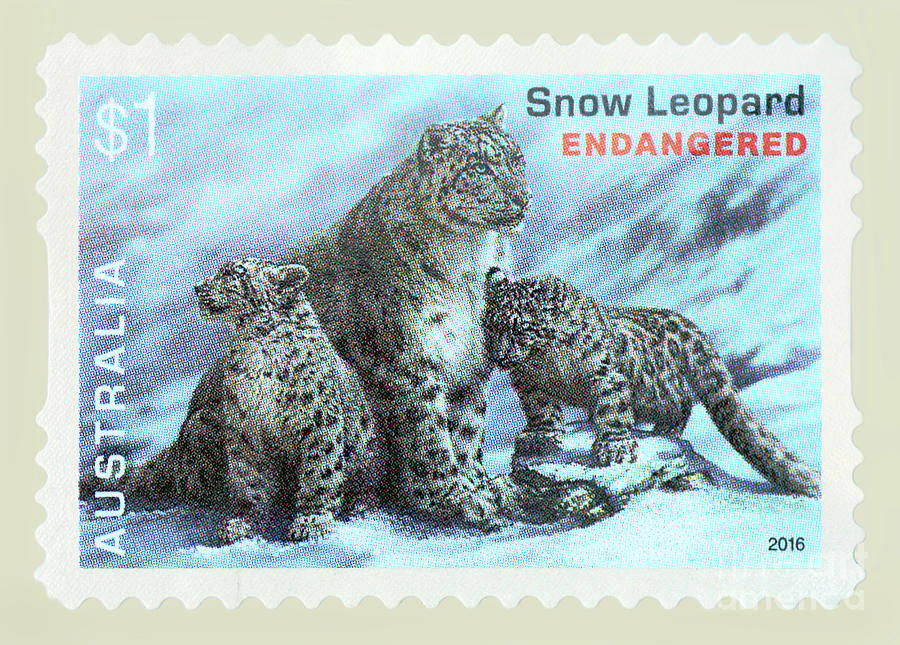 Postage Stamp - Snow Leopard by Kaye Menner Photograph by Kaye Menner