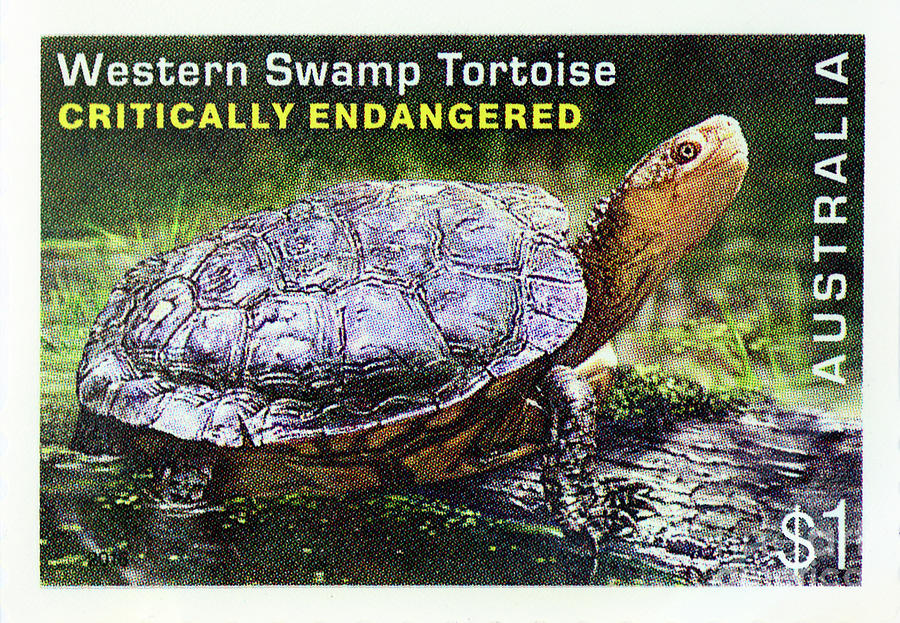 Postage Stamp - Western Swamp Tortoise by Kaye Menner Photograph by Kaye Menner