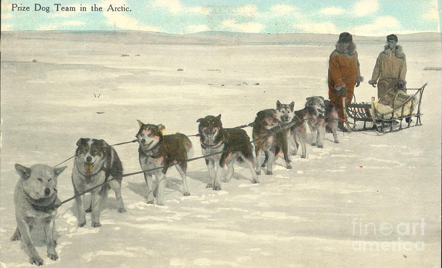 Sled Dog Painting - Postal Mail prize dog team in the Arctic 1911 by Celestial Images