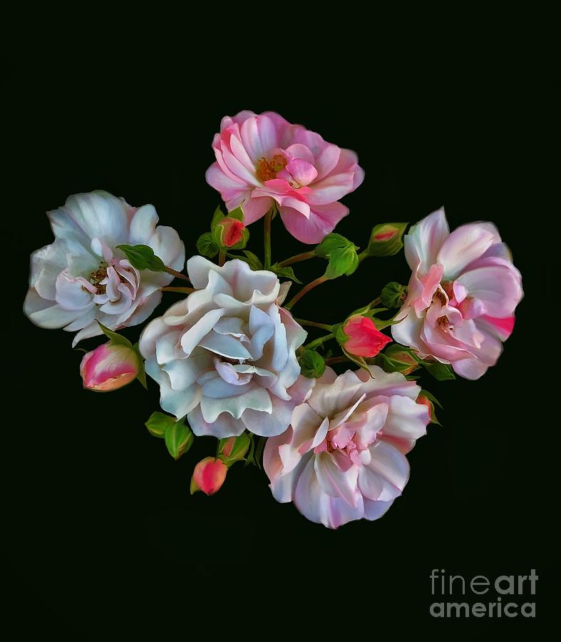 Postcard Roses No. 2 Digital Art by Diana Rajala