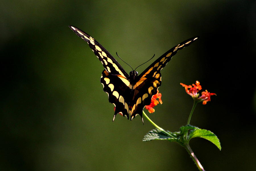 Postcard Swallowtail Victory Sign Photograph by Reid Callaway
