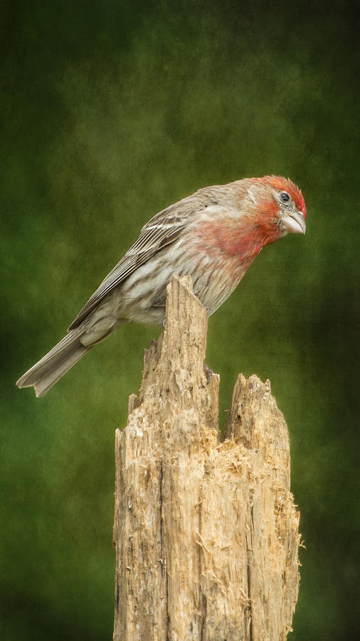 Posted FInch Photograph by Bill and Linda Tiepelman