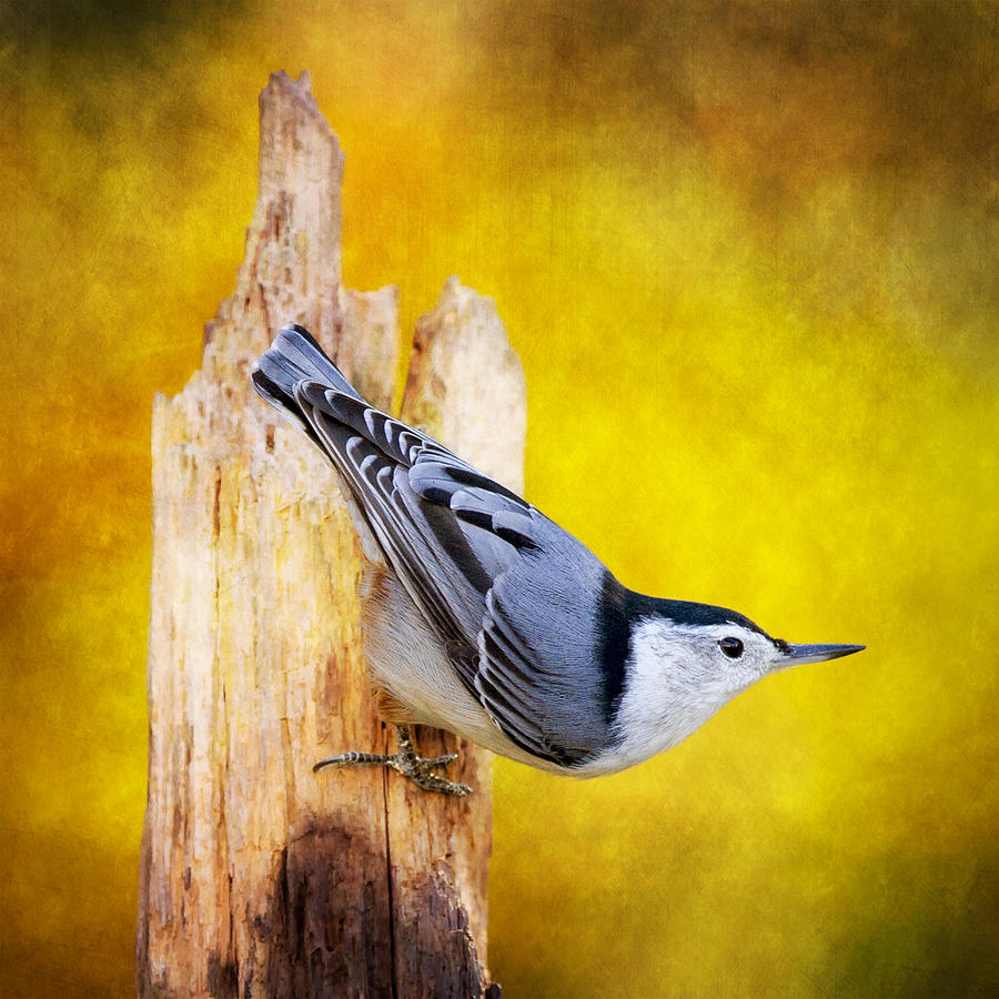Posted Nuthatch On Point Photograph by Bill and Linda Tiepelman