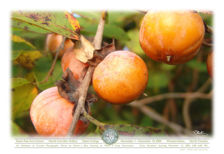 Nature Photograph - Poster - Persimmons by Oenita Blair