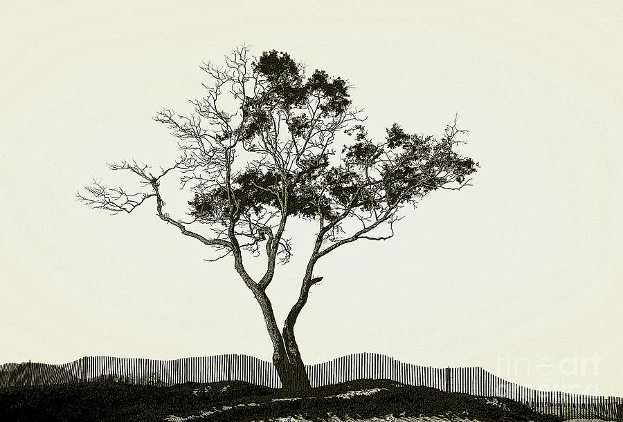 Posterized Old Tree Photograph by Timothy Johnson