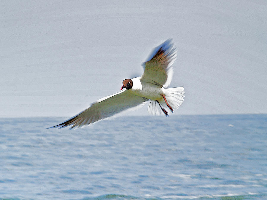 Posterized Seagull Photograph by Jim DeLillo