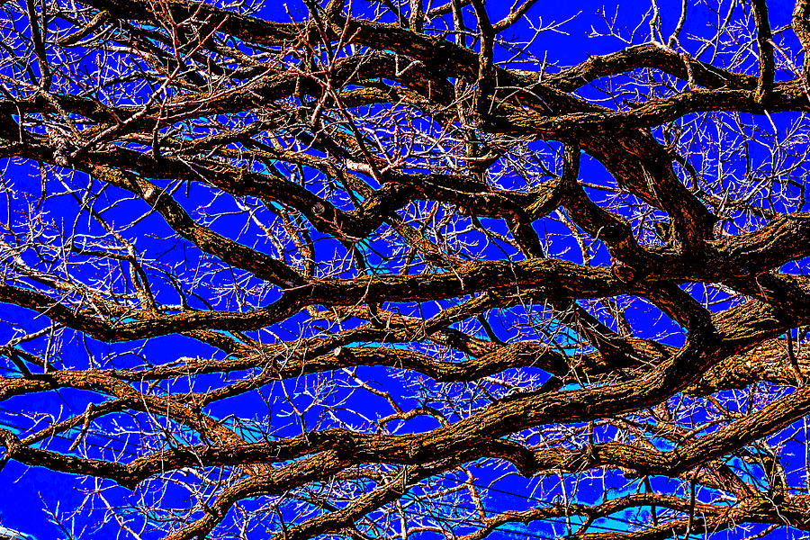 Posterized Tree Branches Photograph by Lonnie Paulson