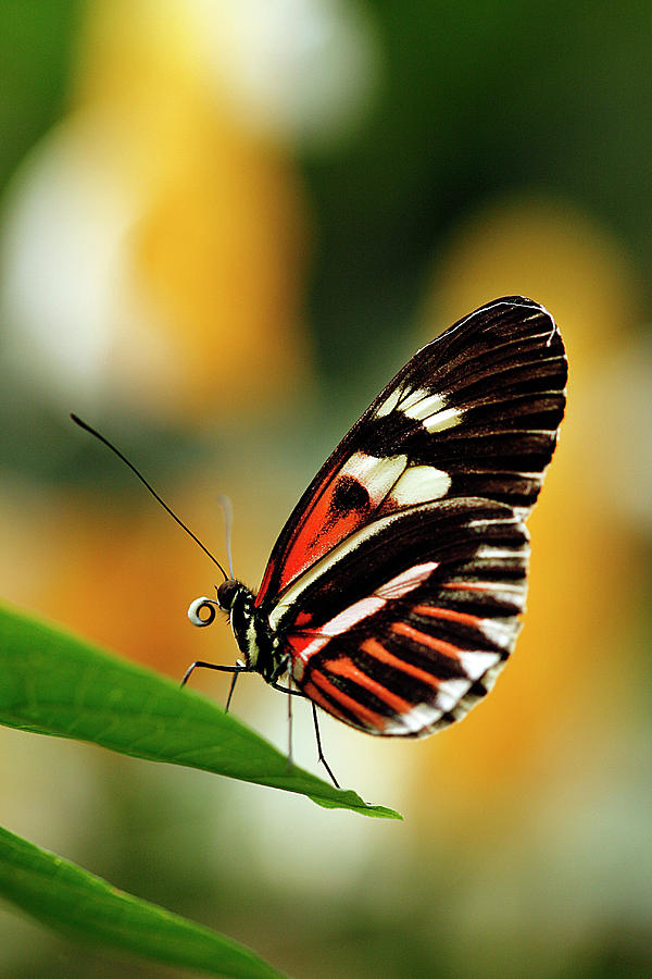 Postman Butterfly Photograph by Cindi Ressler
