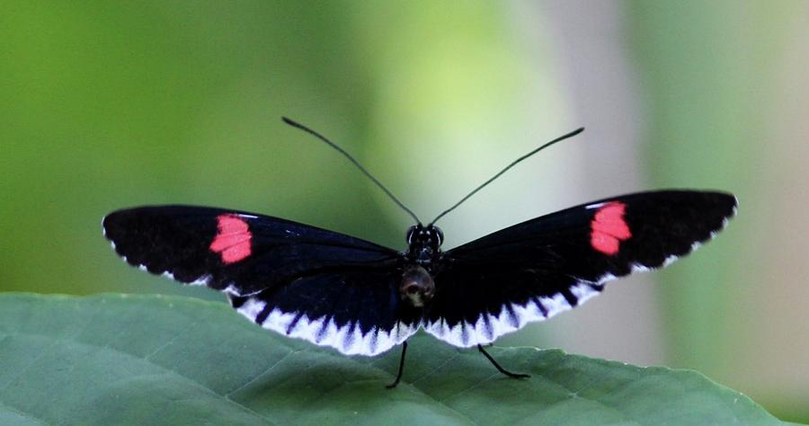 Postman Butterfly Photograph by Cynthia Guinn