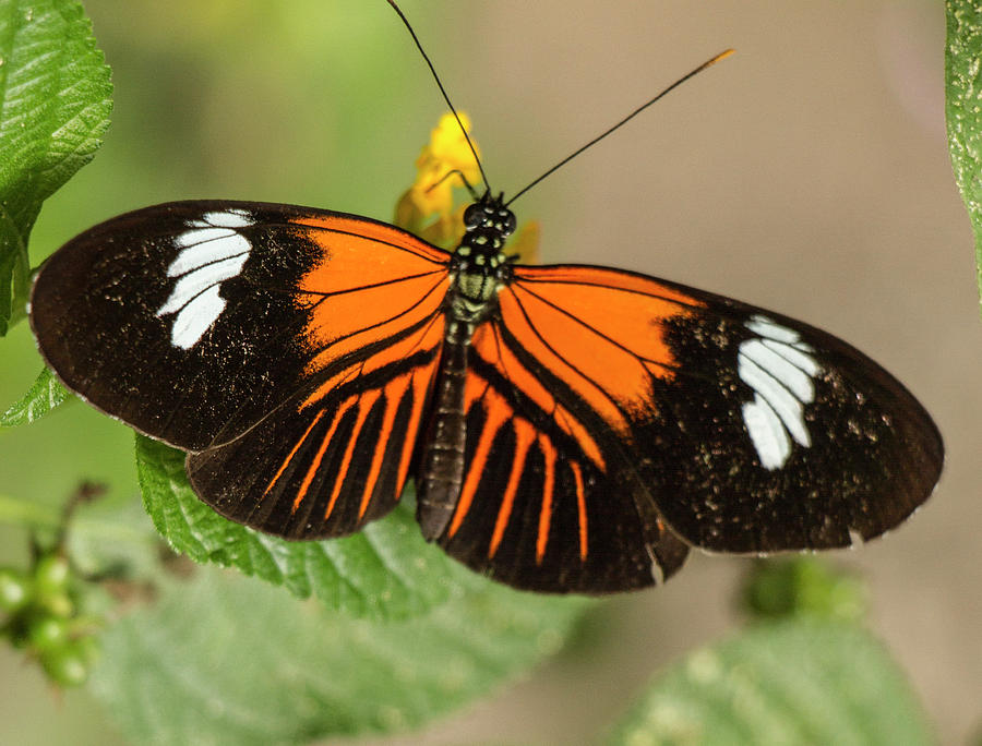 Postman Butterfly, Heliconius Melpomene, Ecuador  Photograph by Venetia Featherstone-Witty