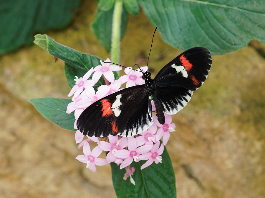 Postman Butterfly, Heliconius melpomene by Paul Gulliver Postman Butterfly, Heliconius melpomene by Paul Gulliver