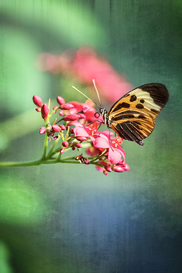 Postman Butterfly in Dawns Light  Photograph by Saija Lehtonen