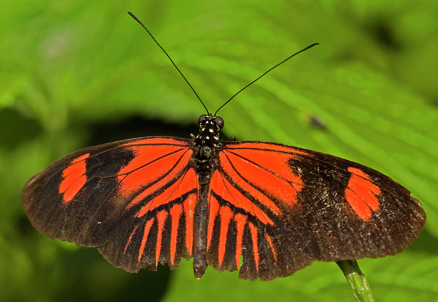 Postman Butterfly Photograph by JT Lewis