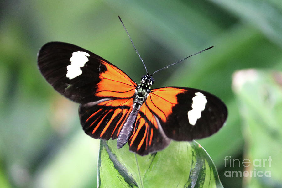 Postman butterfly Photograph by Julia Gavin