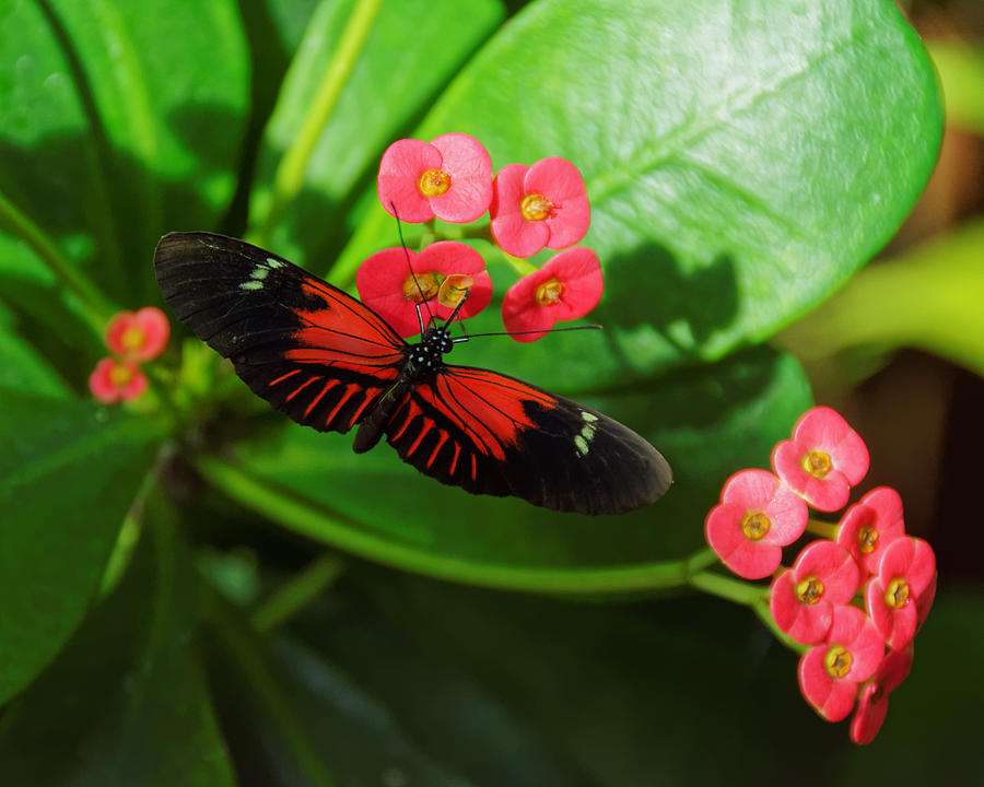 Red -- Postman Butterfly at Key West Butterfly and Nature Conservatory, Key West, Florida Photograph by Darin Volpe