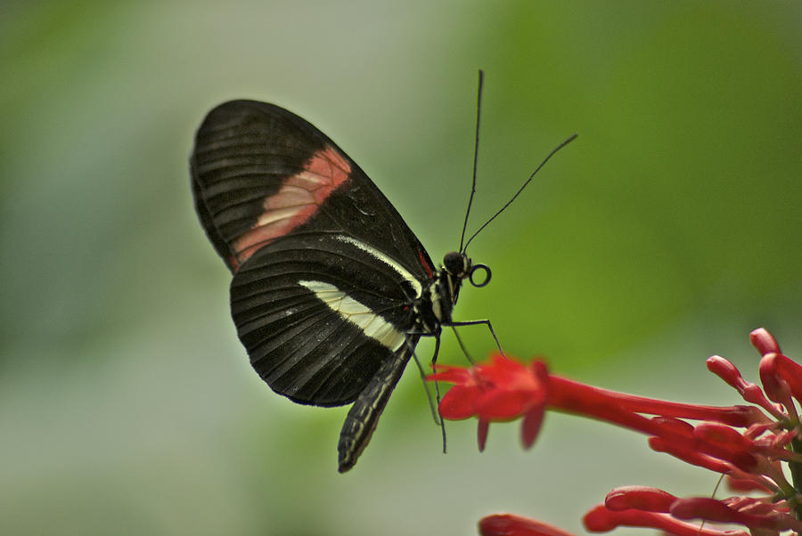 Postman Butterfly Photograph by Michael Peychich