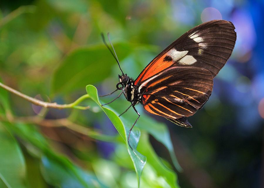 Postman Butterfly Photograph by Michele Stoehr - Fine Art America