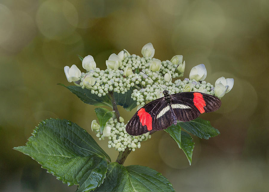 Postman Butterfly Photograph by Patti Deters
