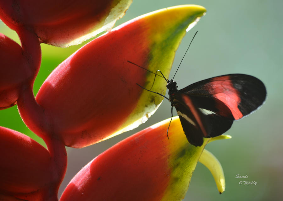 Postman Butterflys Search Photograph by Sandi OReilly