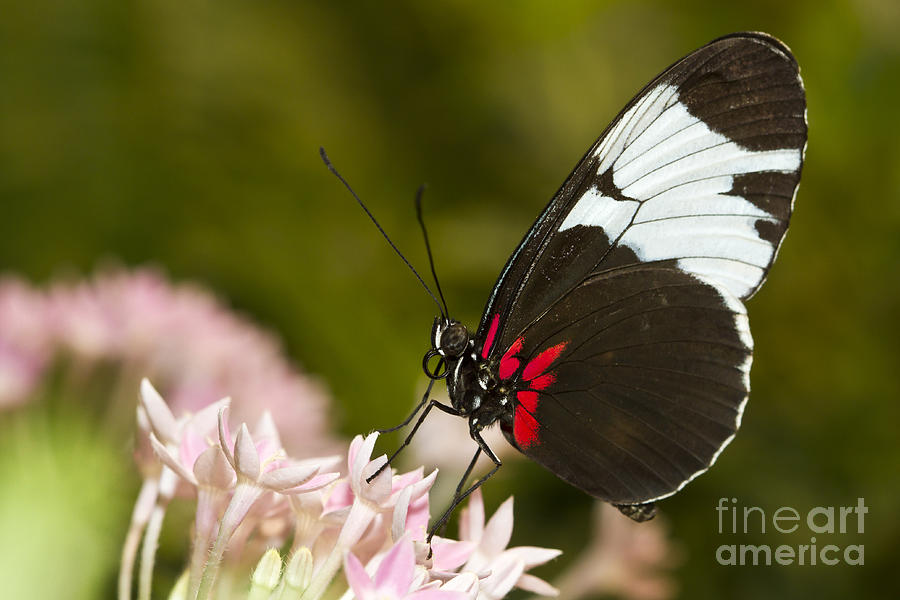 Postman Butterfly on Pink Photograph by Bryan Keil