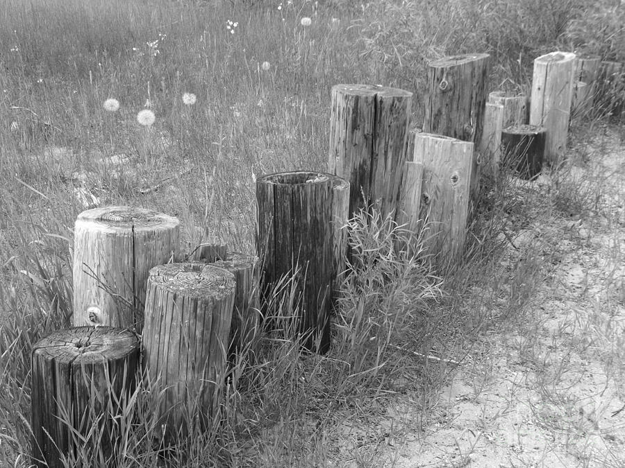 Posts in a row Photograph by Erick Schmidt