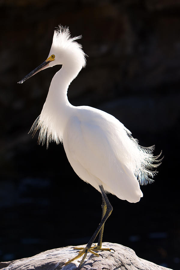 Posture Photograph by Kevin Brett - Fine Art America