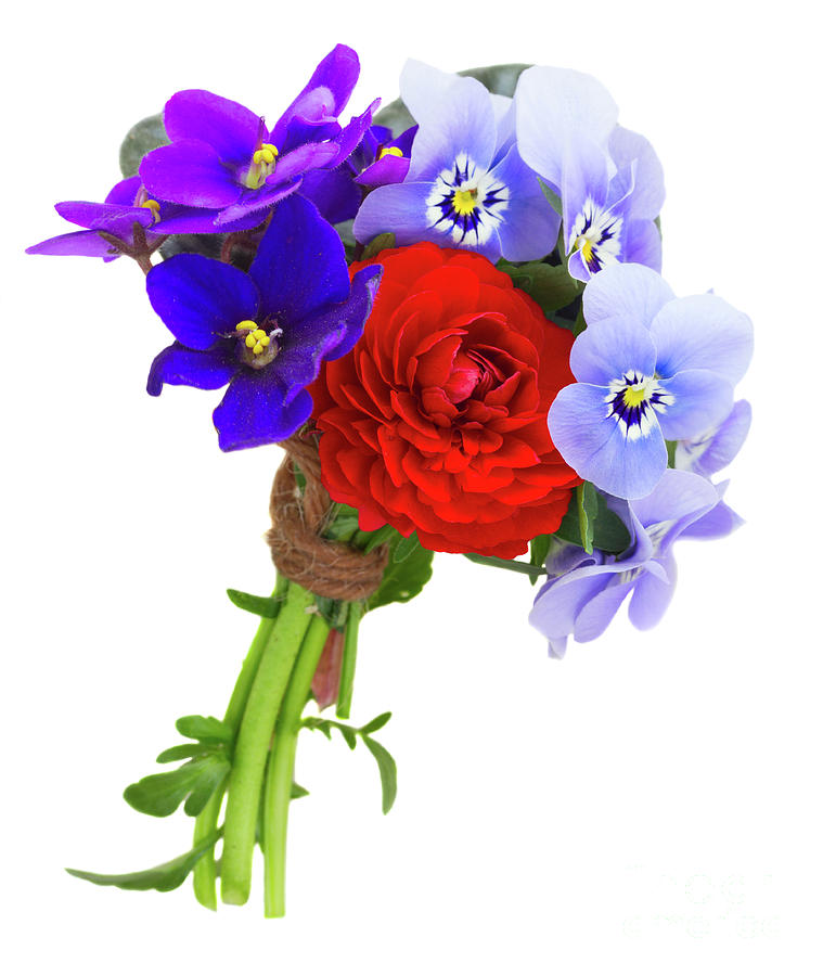 Posy of Violets, Pansies and Ranunculus on White Photograph by Anastasy Yarmolovich