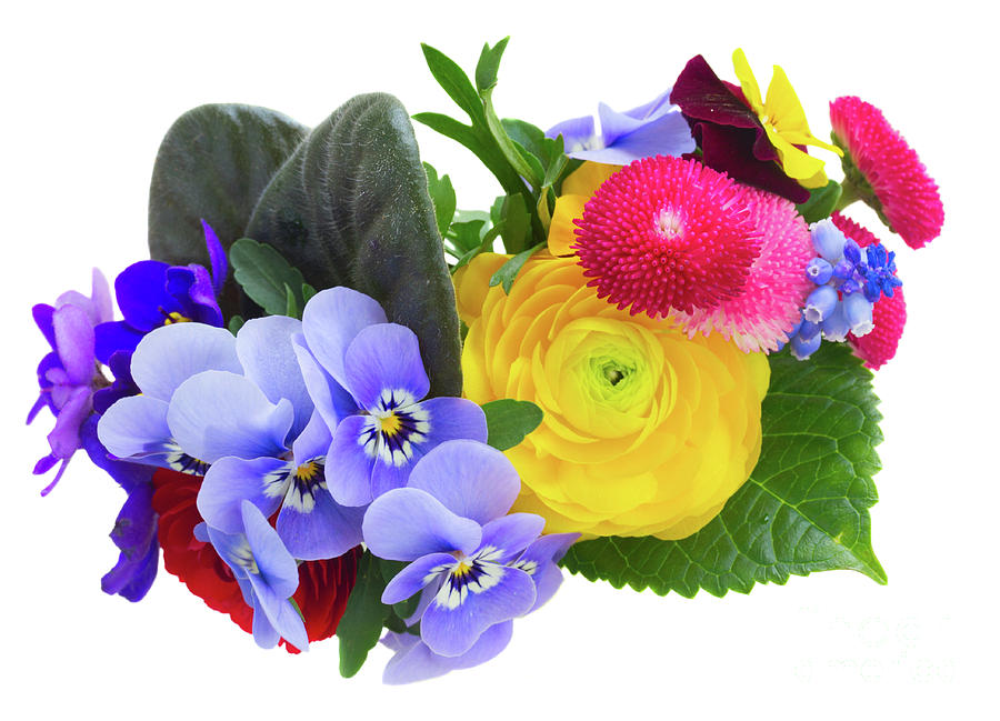 Posy of Violets, Pansies, Dasies and Ranunculus Photograph by Anastasy Yarmolovich