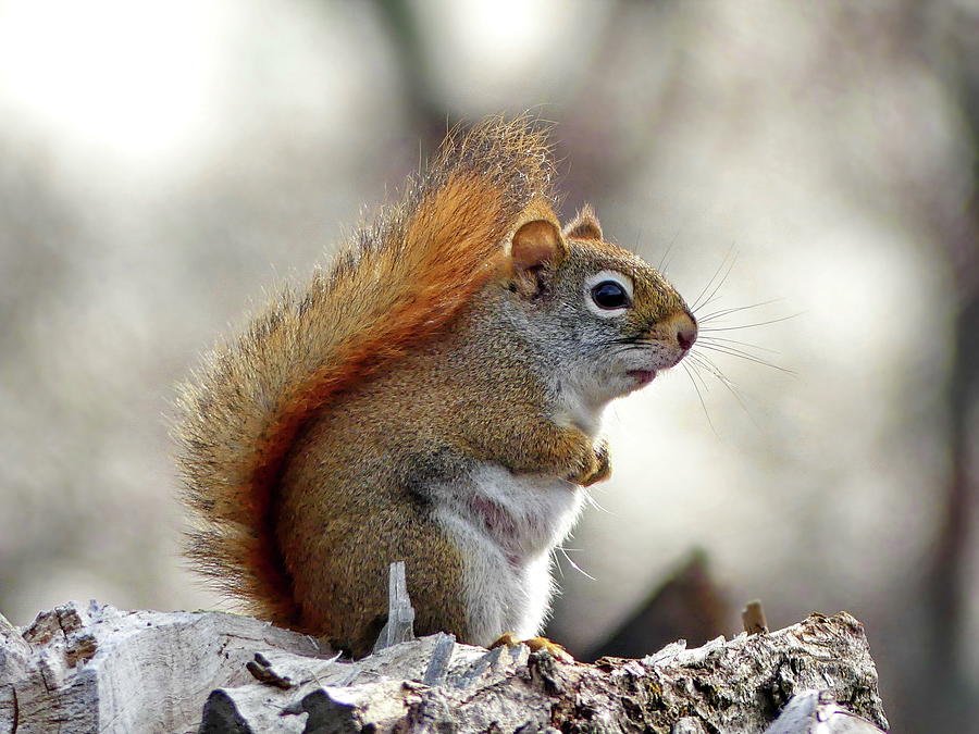 Pot-bellied American Red Squirrel Photograph by Lyuba Filatova