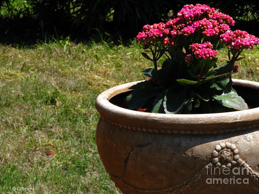 Pot Full Of Annuals Photograph by Greg Patzer