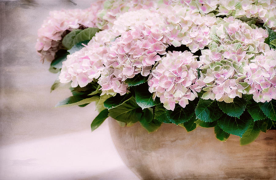 Flower Photograph - Pot of Hydrangeas by Julie Palencia