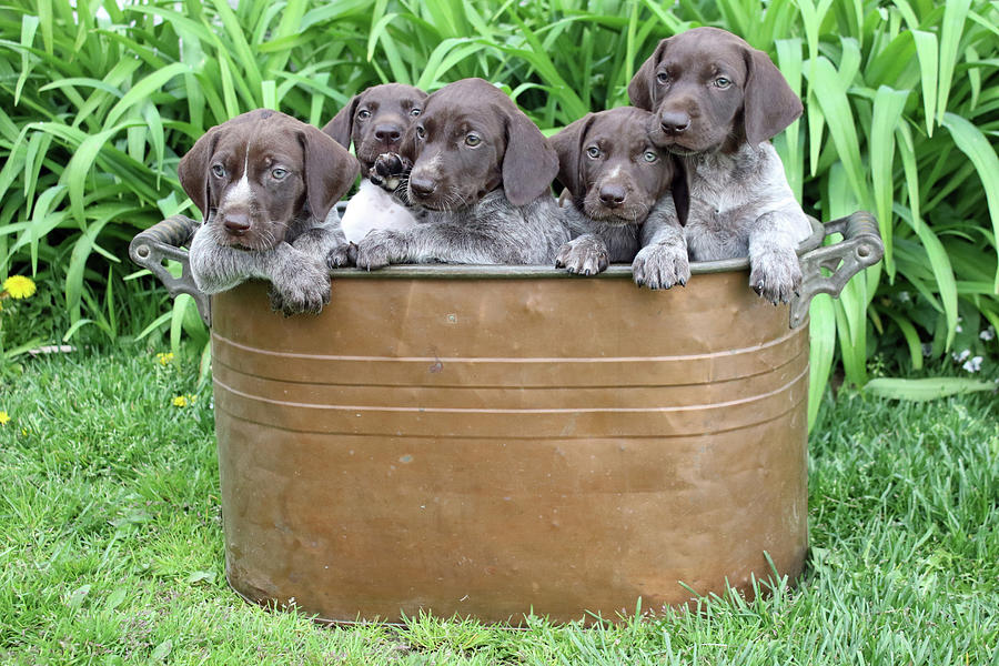Pot Of Pointers Photograph by Brook Burling