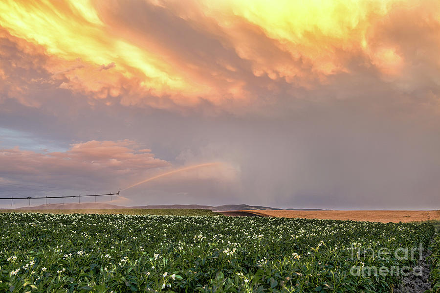 Potato and Wheat Fields at Sunset Photograph by Bret Barton