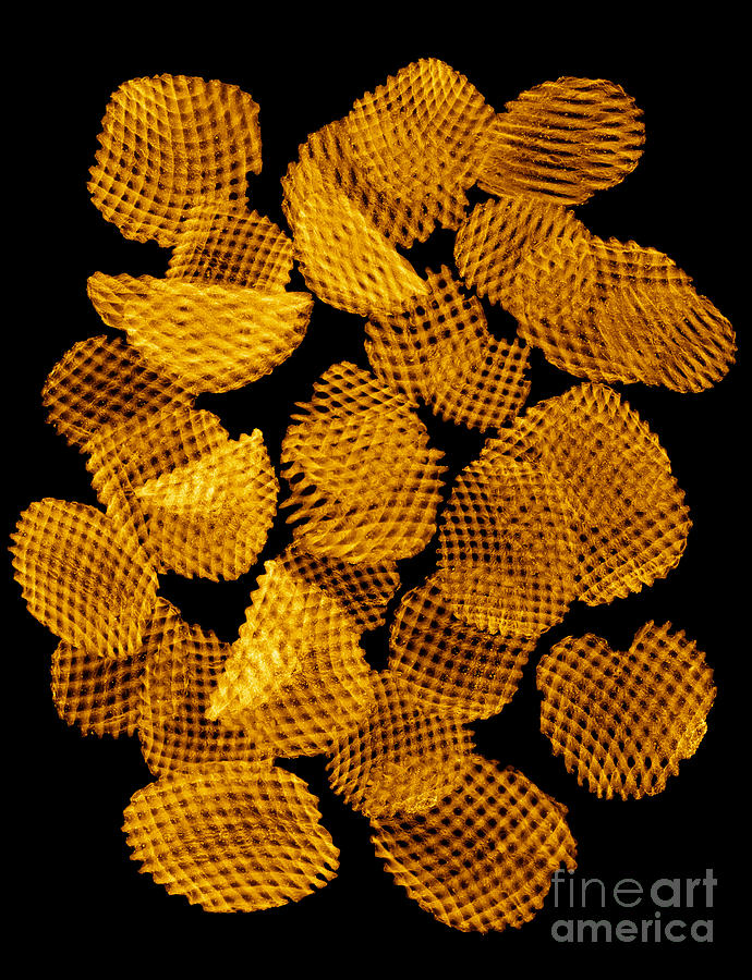 Potato Chips, X-ray Photograph by Ted Kinsman