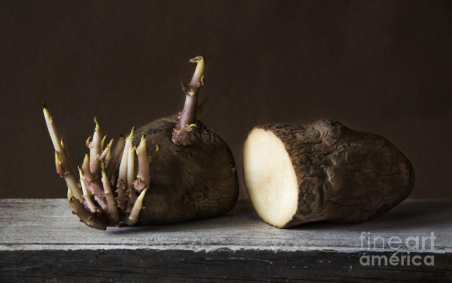 Potato Photograph by Elena Nosyreva