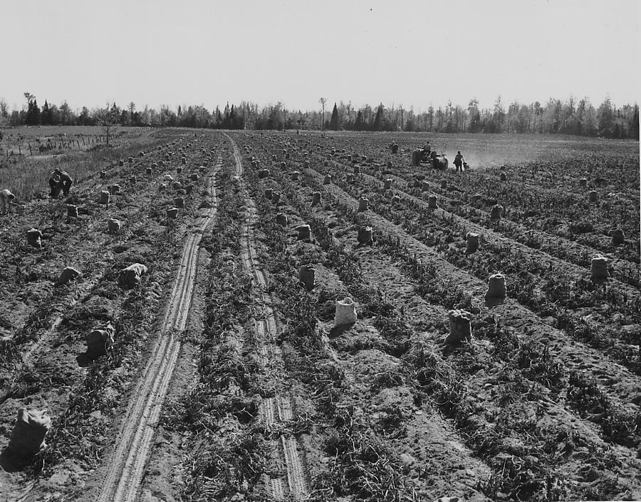 Potato Field at Harvest Time - 1943 Photograph by Chicago and North Western Historical Society